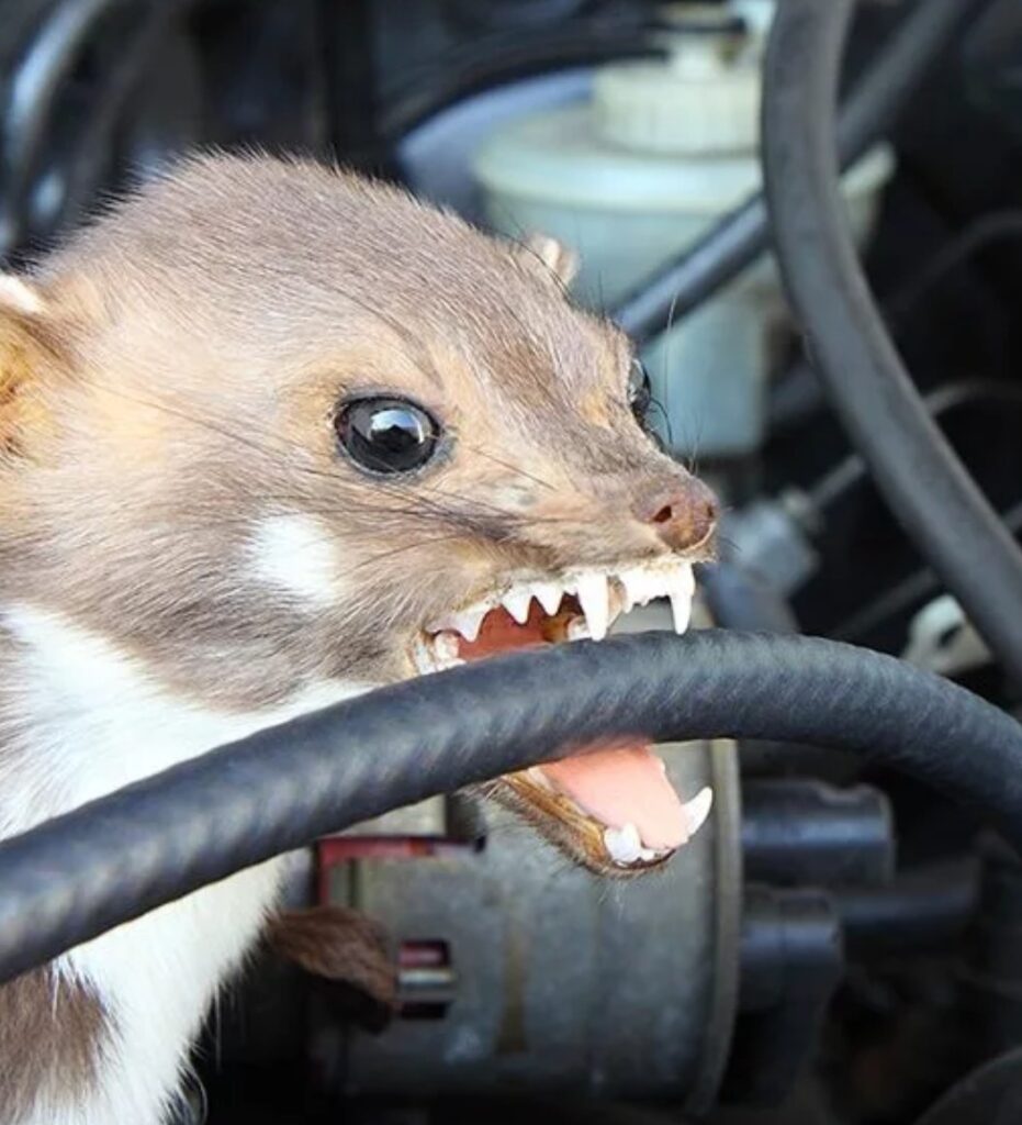 chuột tấn công khoang máy ô tô