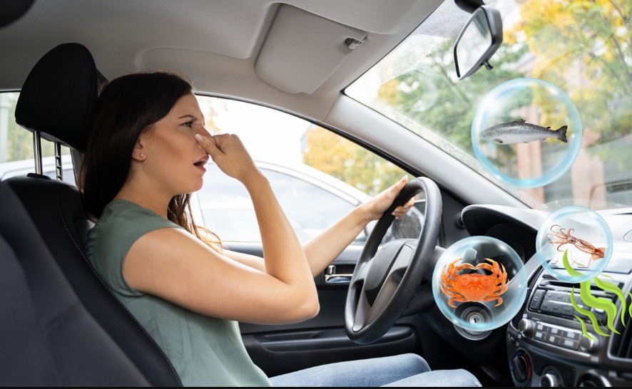 Cách làm sạch ô tô bị mùi hải sản hiệu quả